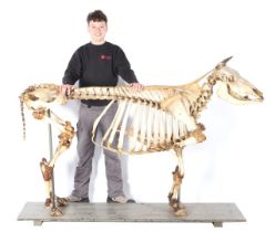 Skeleton of a cow