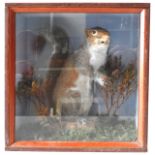 A VINTAGE TAXIDERMY GREY SQUIRREL, EARLY 20TH CENTURY, in a naturalistic setting, mounted in a glass