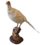 A TAXIDERMY LEUCISTIC PHEASANT, 20TH CENTURY, perched on a naturalistic stump base, raised on an
