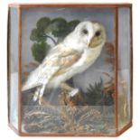 A VINTAGE TAXIDERMY BARN OWL , EARLY 20TH CENTURY, naturalistically mounted in a glass fronted case,