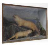 A VINTAGE TAXIDERMY NORTH AMERICAN OTTER AND OTTER CUB , EARLY 20TH CENTURY, mounted in a