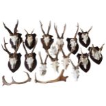 A COLLECTION OF ROE DEER SKULLS WITH ANTLERS, approximately 23 skulls, the majority mounted on