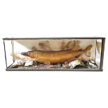 A VINTAGE TAXIDERMY PIKE, CIRCA 1935, in a naturalistic setting, the glazed case bearing a label