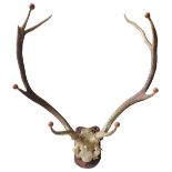 A PAIR OF FOUR POINT DEER ANTLERS, EARLY 20TH CENTURY, mounted on a pine plaque and converted to a