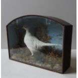 A VINTAGE TAXIDERMY LEUCISTIC PHEASANT, EARLY 20TH CENTURY, mounted in a naturalistic setting, in