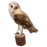 A TAXIDERMY BARN OWL, EARLY 20TH CENTURY, raised on a naturalistic wooden base 38cm high