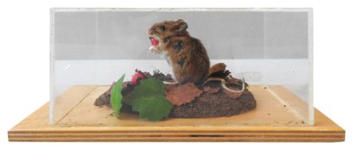 A TAXIDERMY WOOD MOUSE, MID 20TH CENTURY, naturalistically mounted in a perspex case 8 cm high