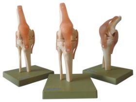THREE VINTAGE SOMSO ANATOMICAL MODELS OF THE HUMAN KNEE JOINT, MID 20TH CENTURY 32 cm high max