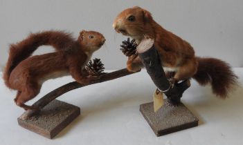 TWO FRENCH TAXIDERMY RED SQUIRRELS, EARLY 20TH CENTURY, both naturalistically mounted on branches 27