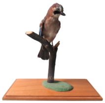 A TAXIDERMY JAY, MID 20TH CENTURY, naturalistically modelled perched upon a branch,  40 cm high