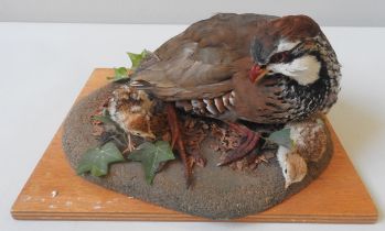 A TAXIDERMY RED LEGGED PARTRIDGE WITH TWO CHICKS, MID 20TH CENTURY, on a naturalistic mount 13 cm