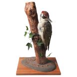 A TAXIDERMY GREEN WOODPECKER, MID 20TH CENTURY, mounted in a naturalistic setting 36 cm high