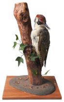 A TAXIDERMY GREEN WOODPECKER, MID 20TH CENTURY, mounted in a naturalistic setting 36 cm high