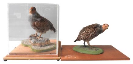 TWO TAXIDERMY GREY PARTRIDGE, 20TH CENTURY, both naturalistically mounted, one in a perspex case
