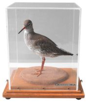 A TAXIDERMY REDSHANK, MID 20TH CENTURY, naturalistically mounted in a perspex case 26 cm high