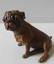 A BERGMANN COLD PAINTED BRONZE MODEL OF A PUG, CIRCA 1910, bearing a circular stamp with maker's