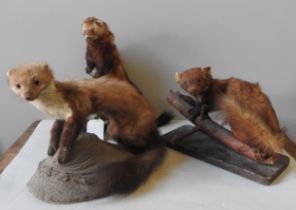 A TAXIDERMY POLECAT AND TWO PINE MARTINS, EARLY 20TH CENTURY, all naturalistically mounted 40 cm