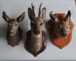 TWO TAXIDERMY ROE DEER HEADS, EARLY 20TH CENTURY, of fawn and juvenile, both mounted on oak