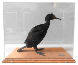 A TAXIDERMY SHAG, MID 20TH CENTURY, mounted in a perspex case 39 cm high