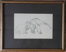 STANISLAUS BRIEN (20TH CENTURY) STUDY OF AN ANTEATER, PENCIL/PAPER, signed in the lower left corner,