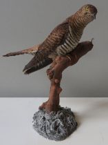 A TAXIDERMY CUCKOO, 20TH CENTURY, naturalistically mounted on a tree branch form base