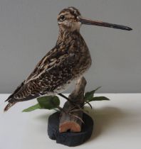 A TAXIDERMY SNIPE, 20TH CENTURY, raised on a naturalistic base