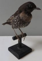 A TAXIDERMY RING OUZEL, 20TH CENTURY, raised on a wooden perch