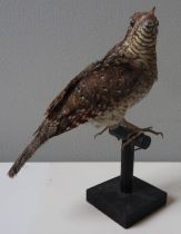 A TAXIDERMY WRYNECK, 20TH CENTURY, mounted upon a wooden perch