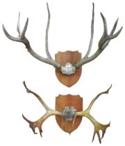 TWO PAIRS OF VINTAGE MOUNTED ANTLERS, both mounted on cartouche form wall plaques 82 x 74 cm max