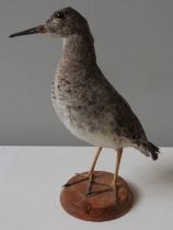 A TAXIDERMY RUFF, 20TH CENTURY, raised on a circular wooden plinth base