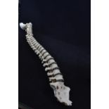 A vintage anatomical model of a spine, possibly by Adam Rouilly, length approx. 79cm