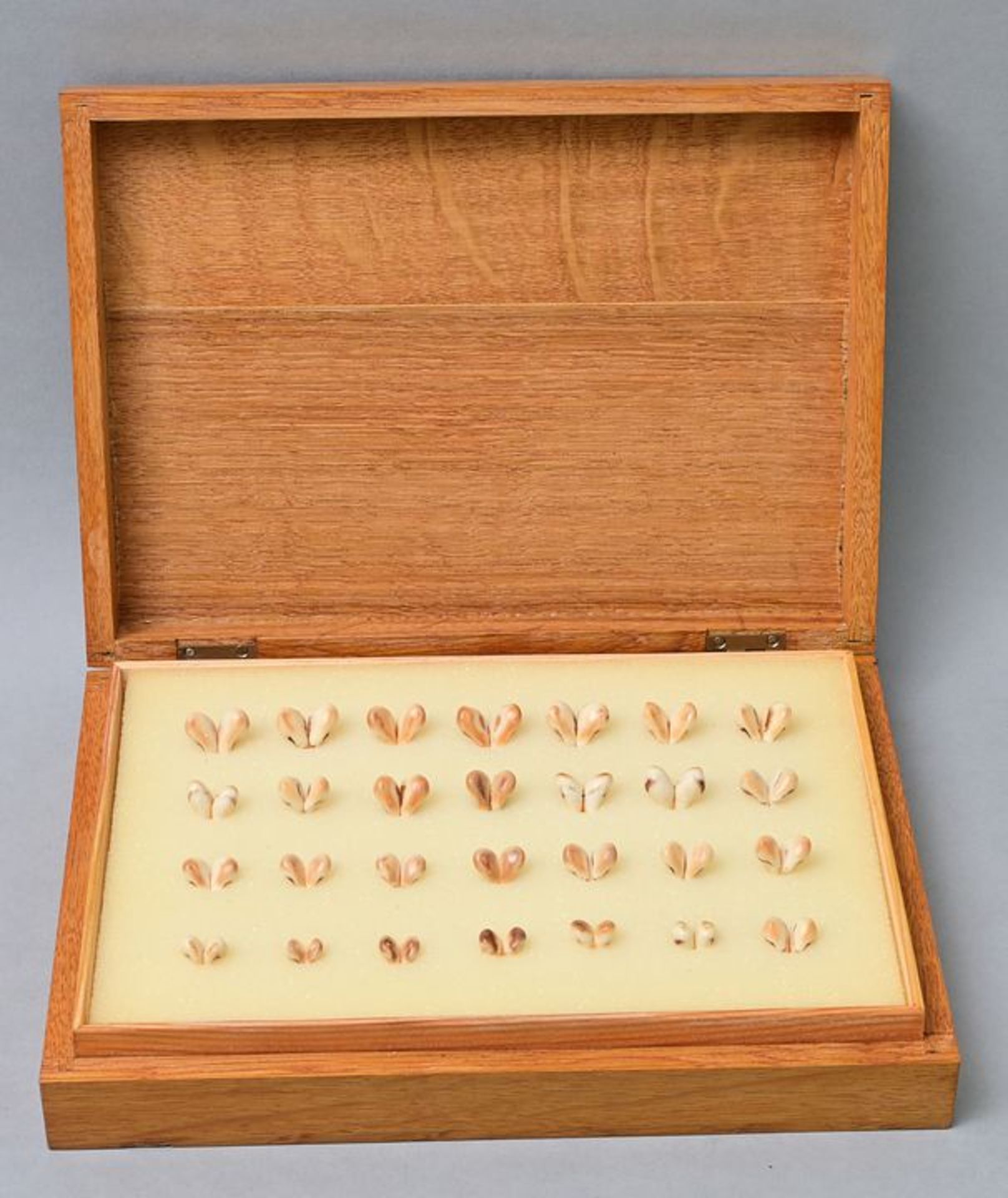 Grandel-Sammlung/ collection of canine teeth