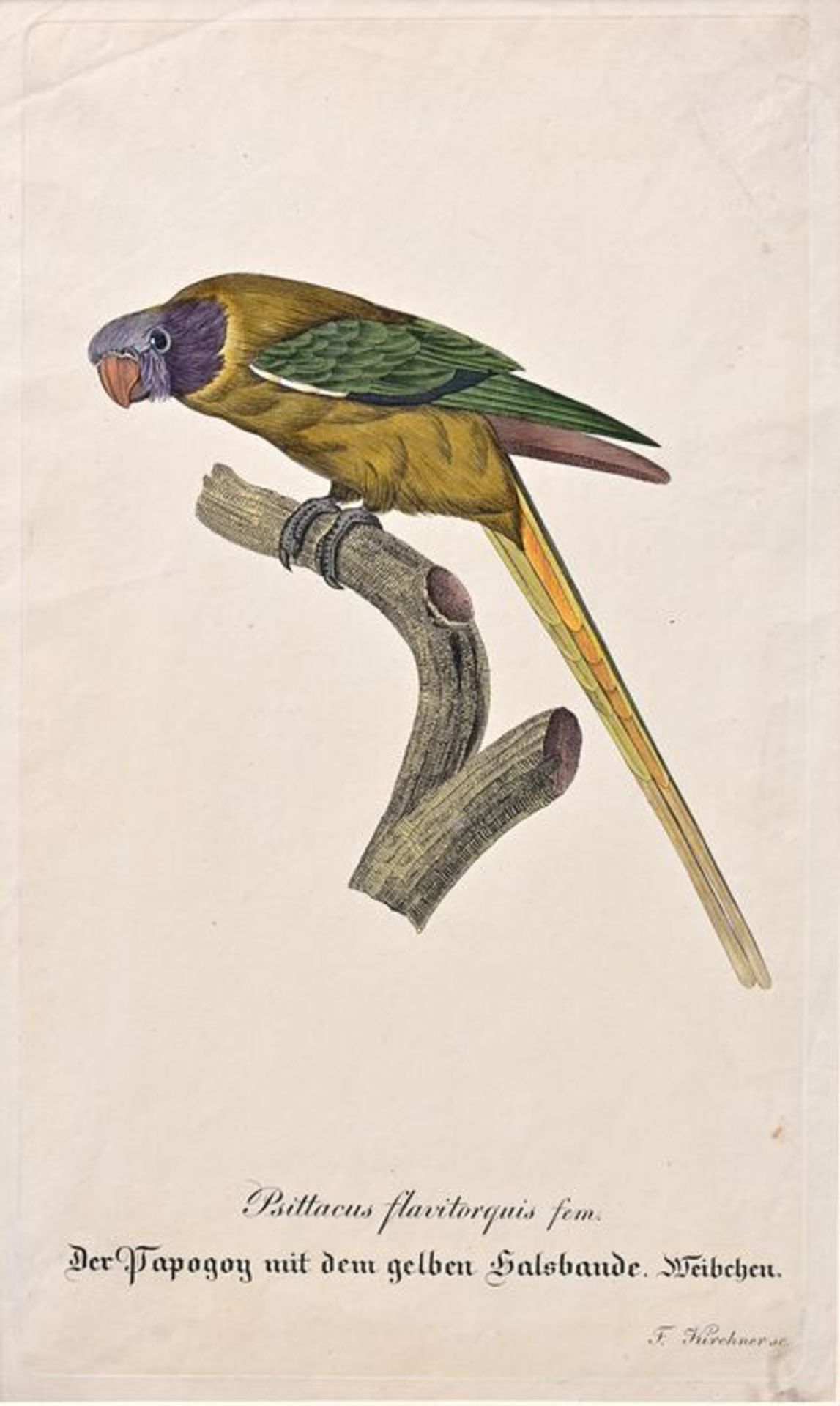 Kirchner, Papagei gelbes Halsband / Kirchner, Parrot yellow neck