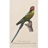 Kirchner, Papagei roter Nacken / Kirchner, Parrot red neck