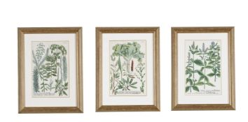 A SET OF THREE HAND COLOURED BOTANTICAL PRINTS