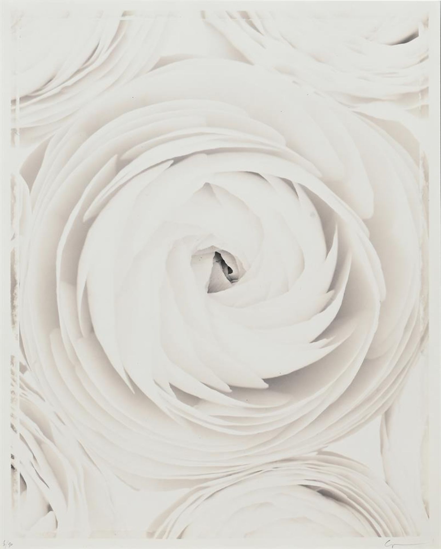 RON VAN DONGEN (VENEZUELAN B. 1961), ROSA, FROM THE SERIES 'WHITE ON WHITE' - Image 2 of 3