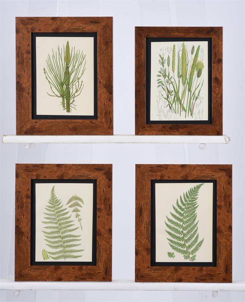 A SET OF SIXTEEN PRINTS OF FERNS - Image 3 of 4