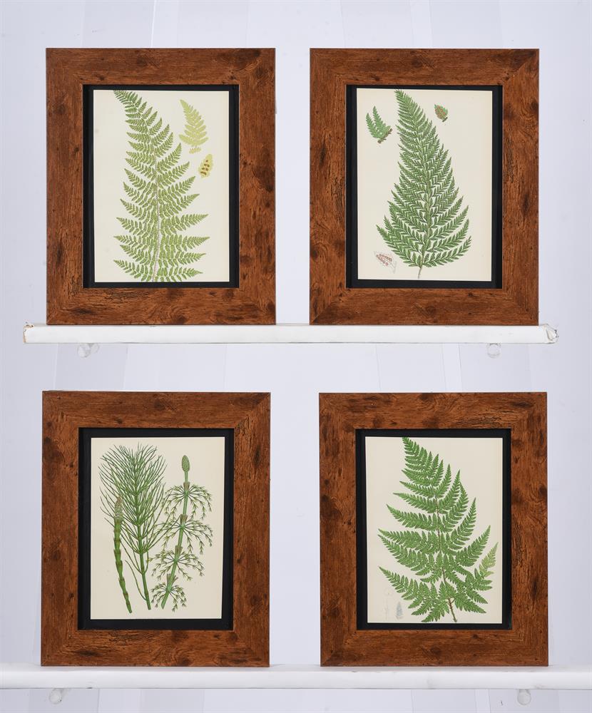 A SET OF SIXTEEN PRINTS OF FERNS - Image 2 of 4