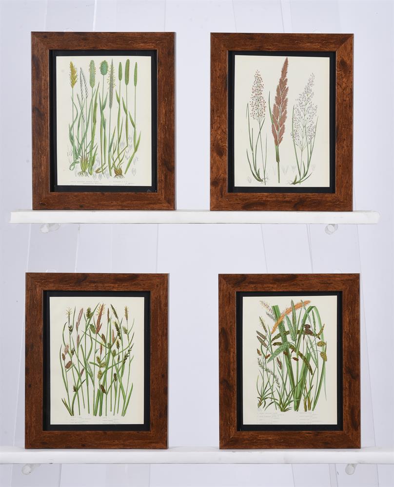 A SET OF SIXTEEN PRINTS OF FERNS - Image 4 of 4