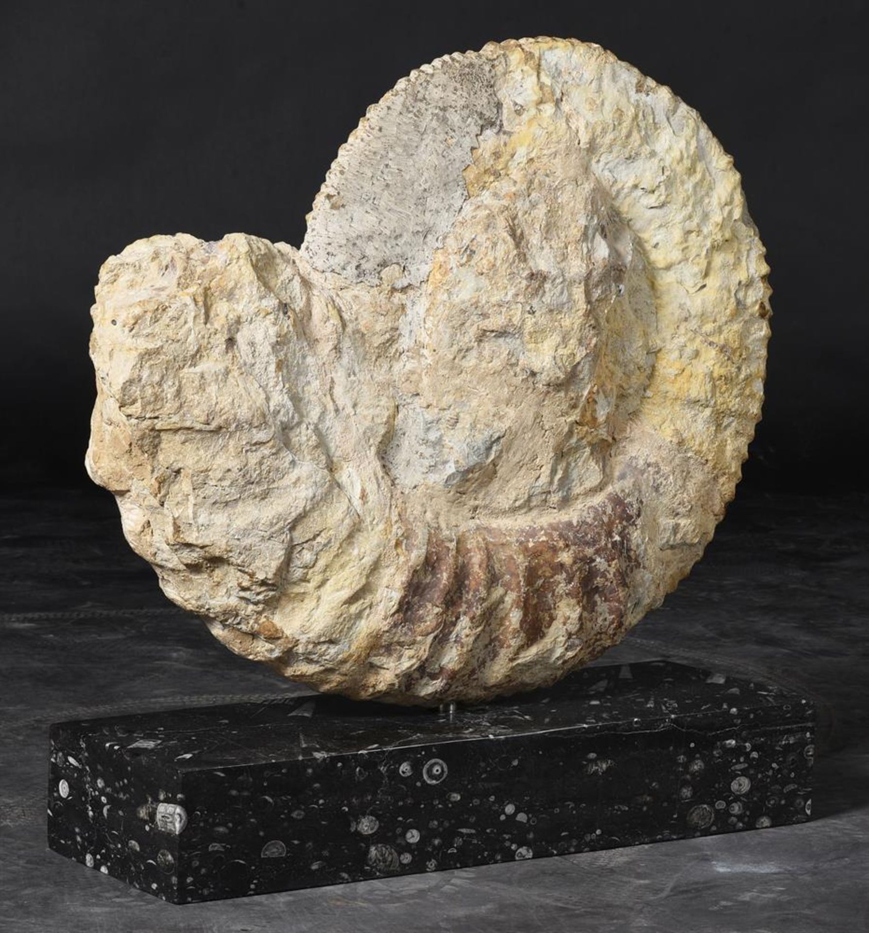 A MOROCCAN AMMONITE FOSSIL - Image 4 of 4