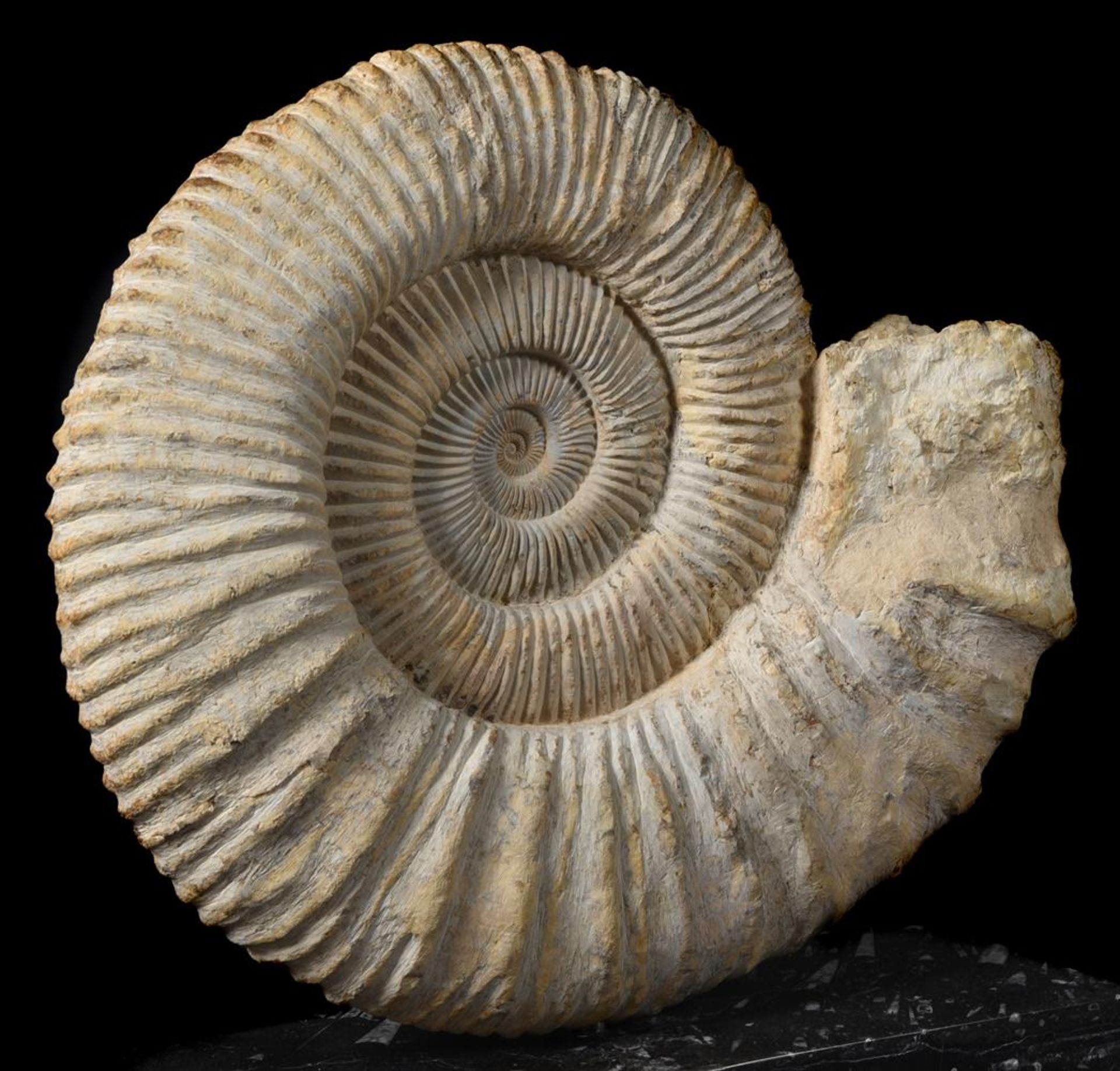 A MOROCCAN AMMONITE FOSSIL - Image 2 of 4