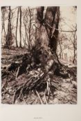 Ɵ Atget (Eugene ) Trees, one of 1000 copies, New York, 2003 & others, early photography (14)