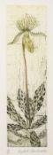 λ Elizabeth Blackadder (1931-2021) Orchid Paphiopedilum (Allan 103)