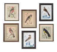 FOLLOWER OF SAMUEL DIXON, SIX STUDIES OF BIRDS