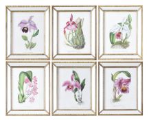 ENGLISH SCHOOL (21ST CENTURY), A SET OF SIX BOTANICAL PRINTS IN MIRRORED FRAMES