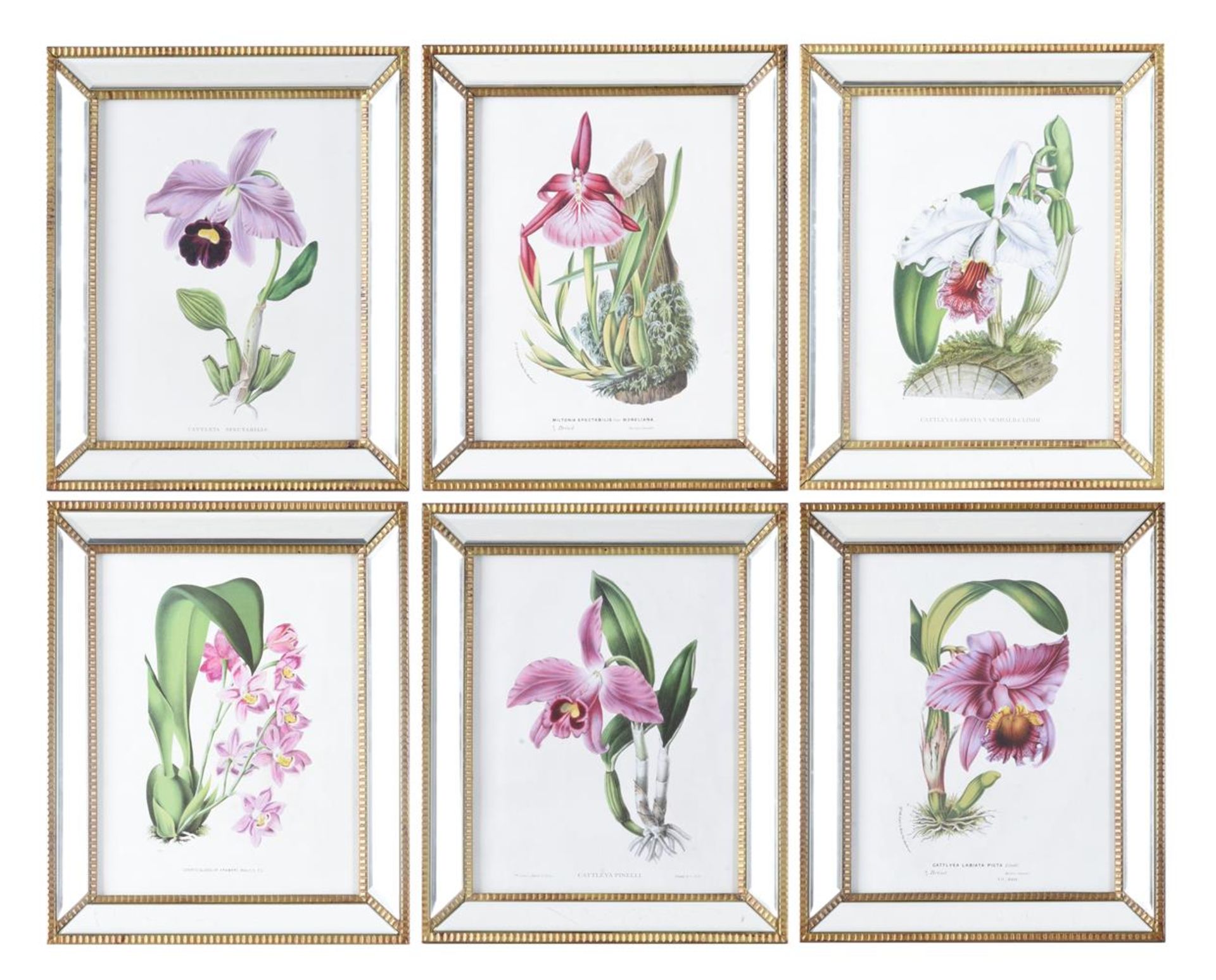 ENGLISH SCHOOL (21ST CENTURY), A SET OF SIX BOTANICAL PRINTS IN MIRRORED FRAMES