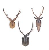 A GROUP OF THREE VARIOUS CARVED WOOD WALL MOUNTS OF STAGS WITH NATURAL ANTLERS