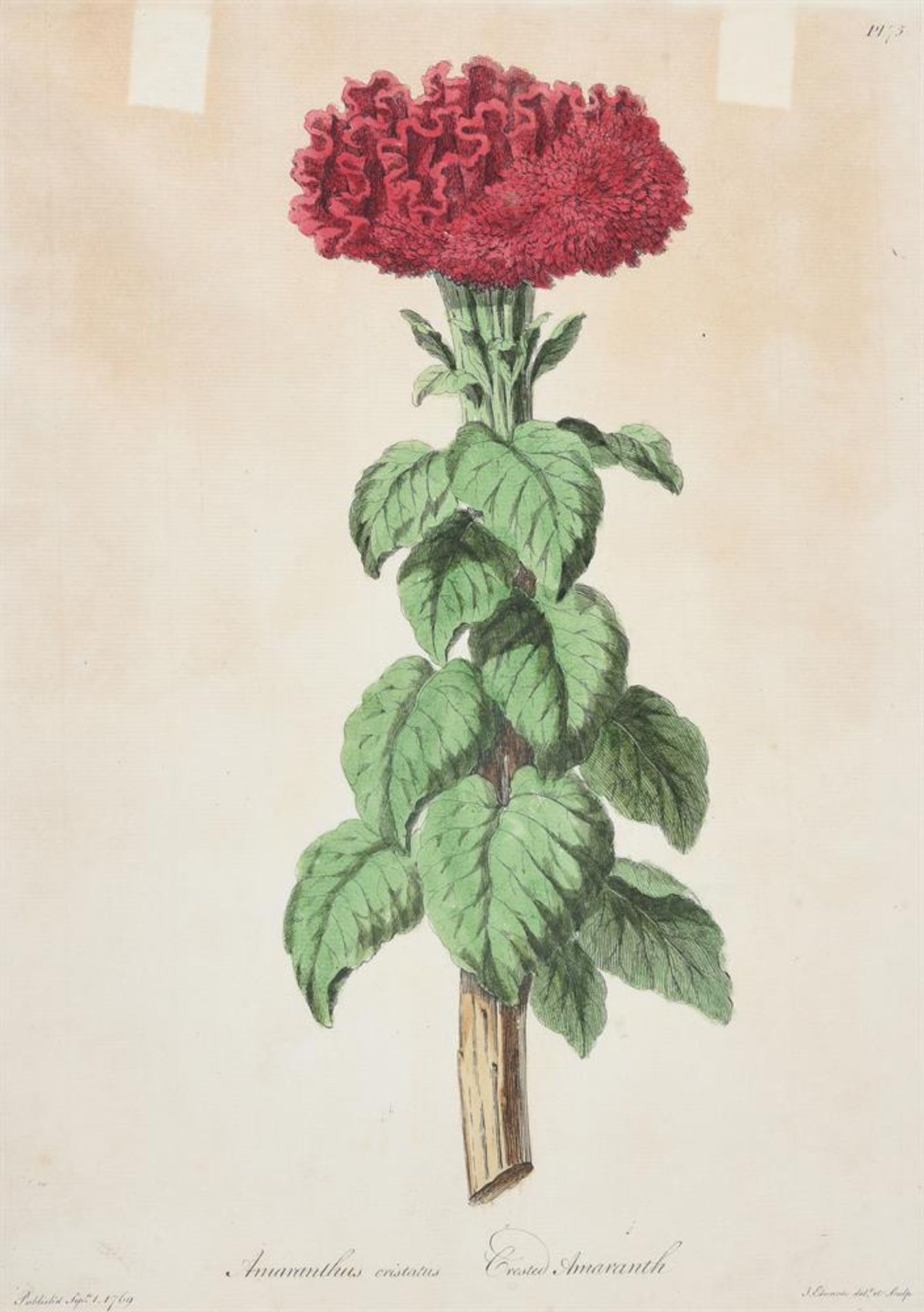 A SET OF FOUR HAND-COLOURED ENGRAVINGS OF FLOWERS - Image 4 of 8