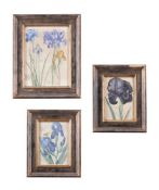 STUDIES OF IRISES, A SET OF THREE