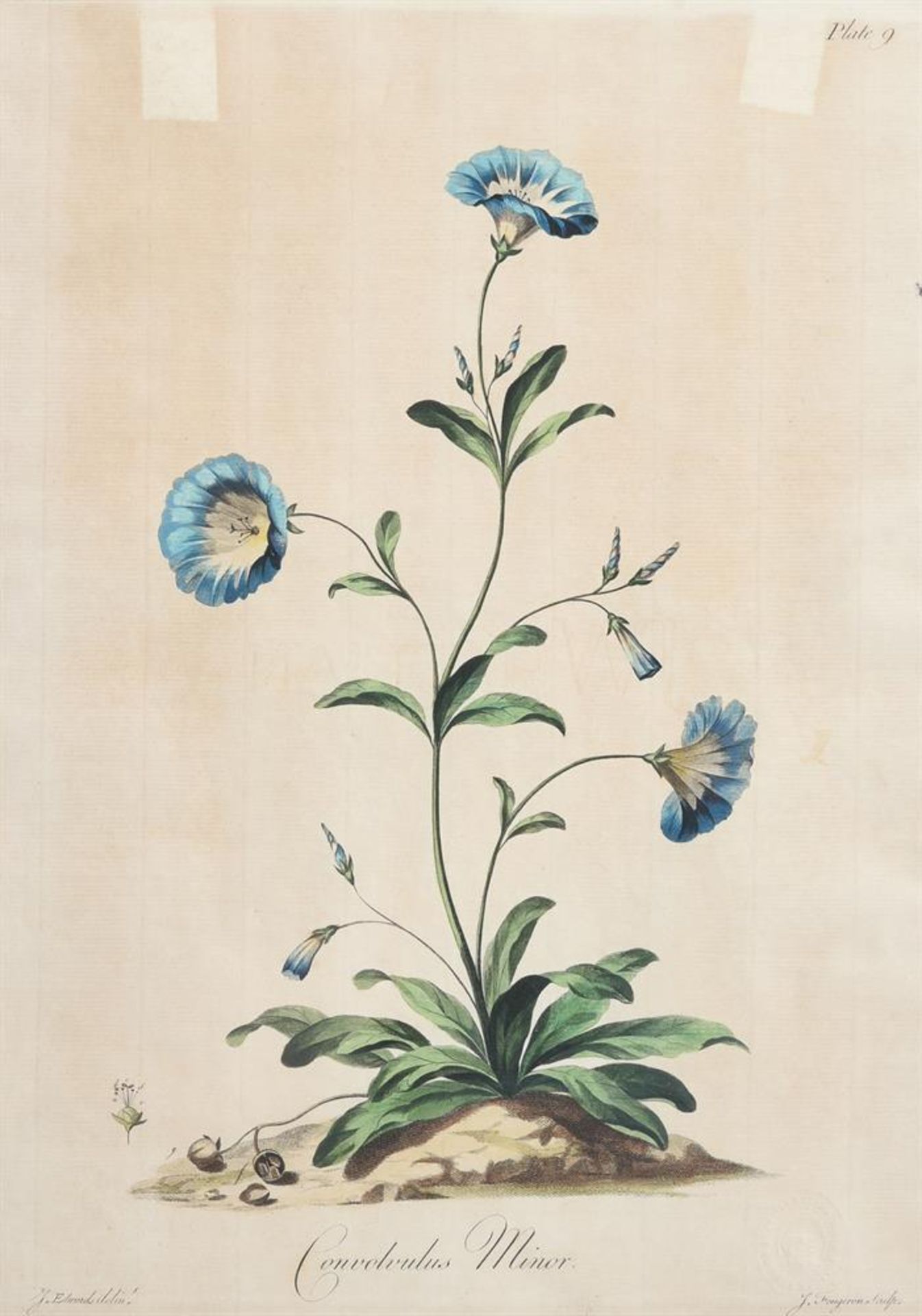 A SET OF FOUR HAND-COLOURED ENGRAVINGS OF FLOWERS - Image 7 of 8